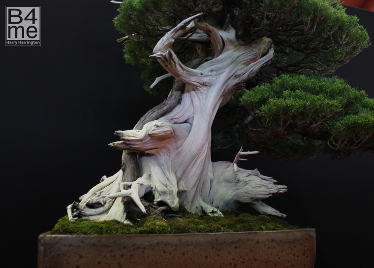 bonsai